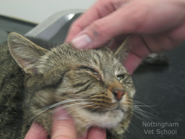 conjuntivitis en gatos