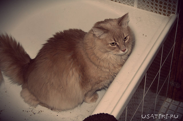 el gato no puede ir al baño