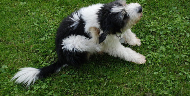 Picor en el perro debido a las pulgas