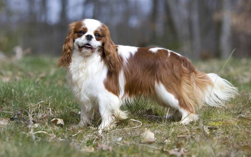 Apariencia del King Charles Spaniel