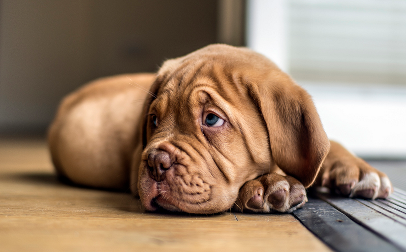 cachorro de mastín francés