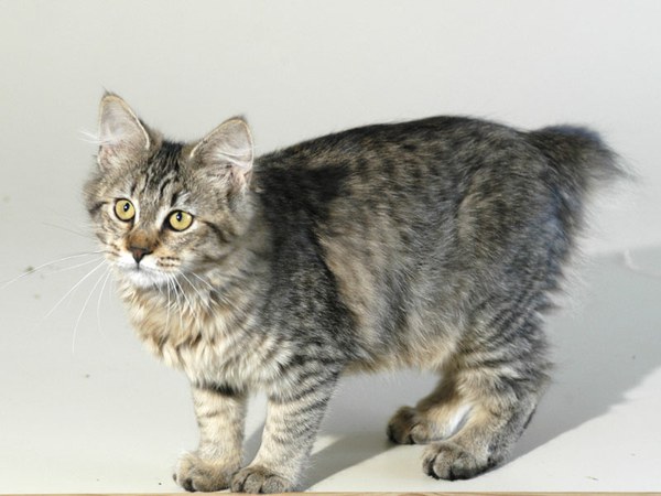 Katzen der Rasse Pixie-Bob