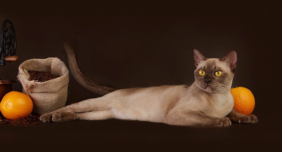 Gato burmés chocolate