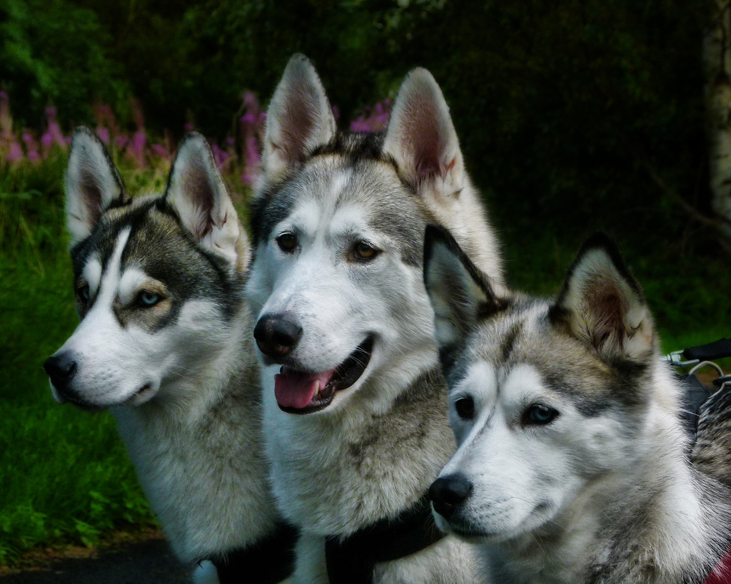 adiestramiento del husky siberiano