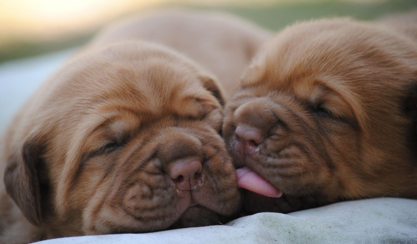 cachorros de dogo de Burdeos
