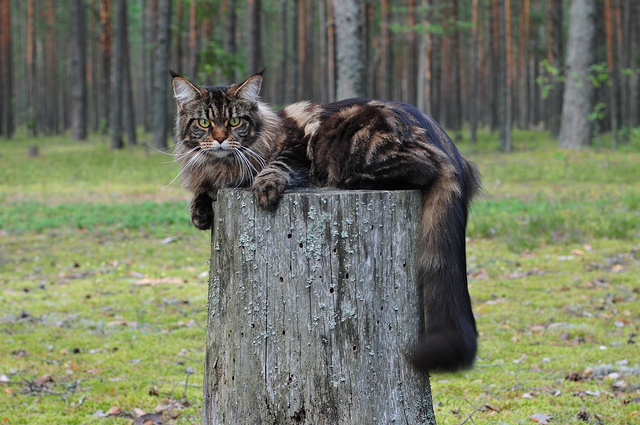 Maine Coon
