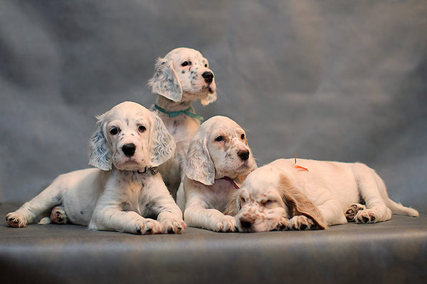 Cachorros de raza Setter inglés