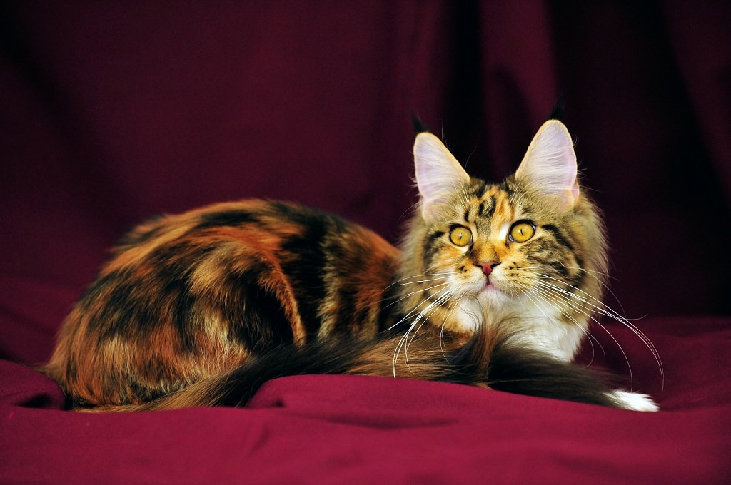 Gata carey