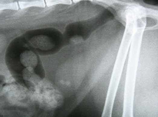 piedras en la radiografía: posible causa de incontinencia urinaria en gatos