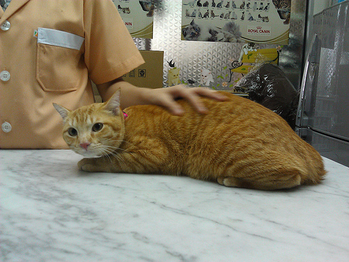 castración del gato