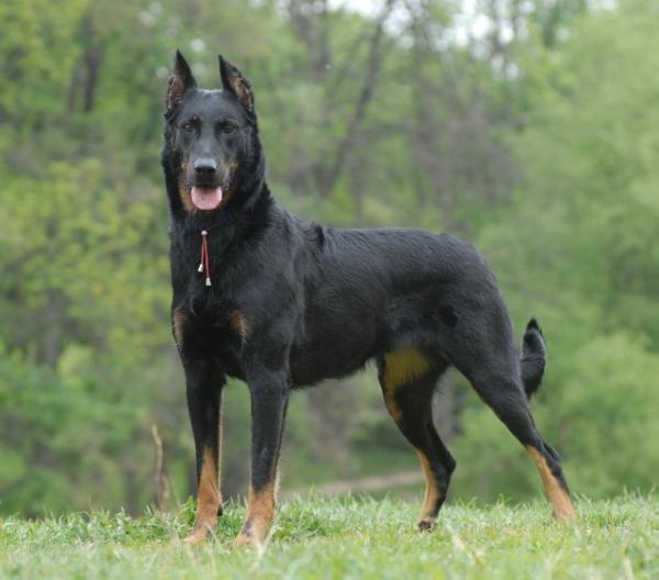 Foto de Beauceron