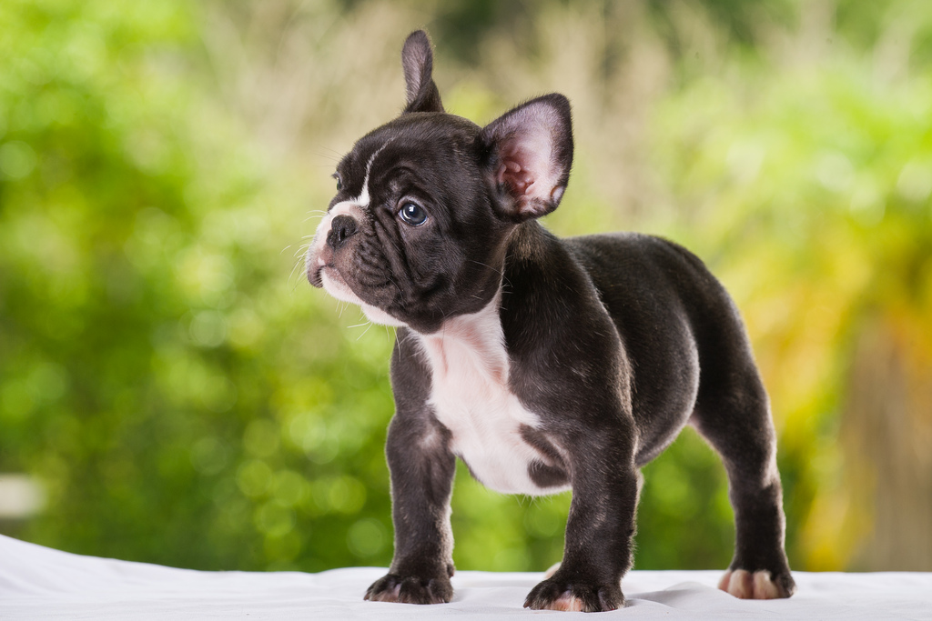 Cachorro de bulldog francés