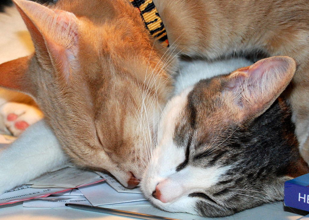 El gato y la gata duermen abrazados