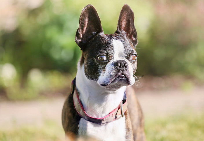 Foto de Boston terrier