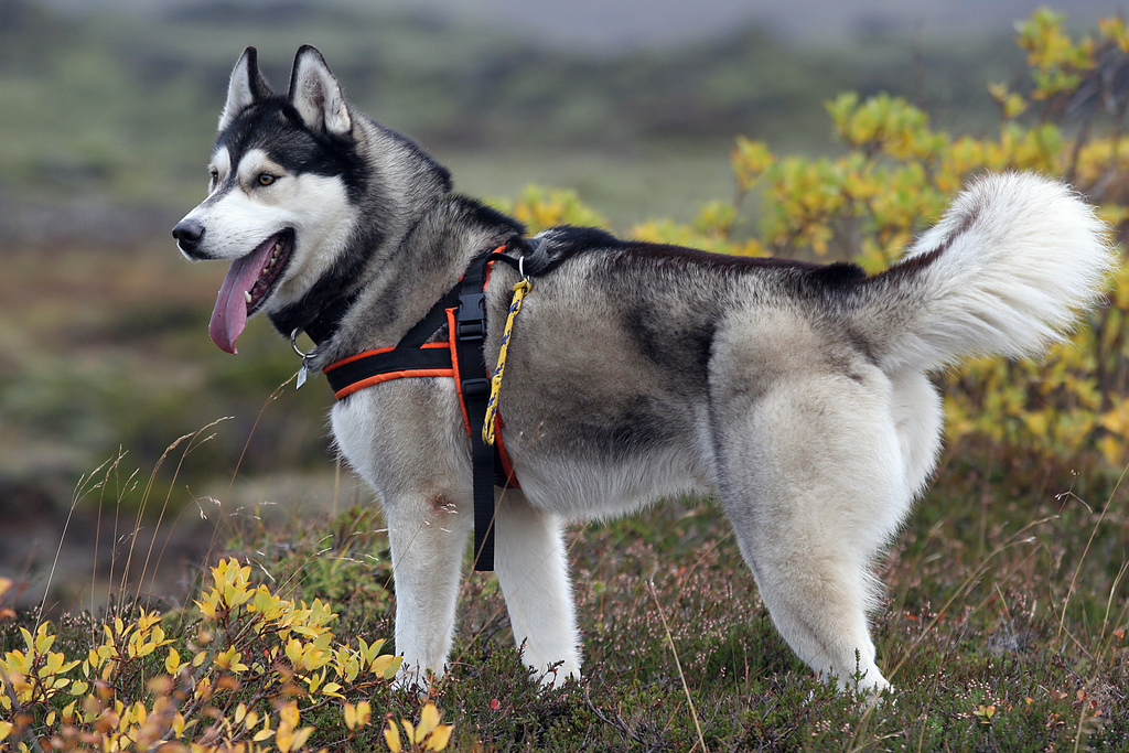 Foto del husky siberiano