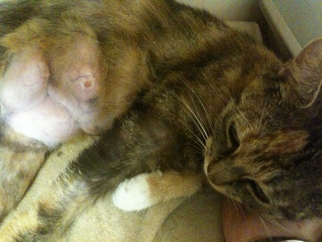 Mastitis en la gata