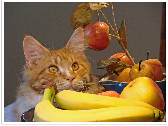 Con qué alimentar al Maine Coon