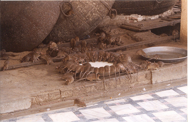 Ratas en la India