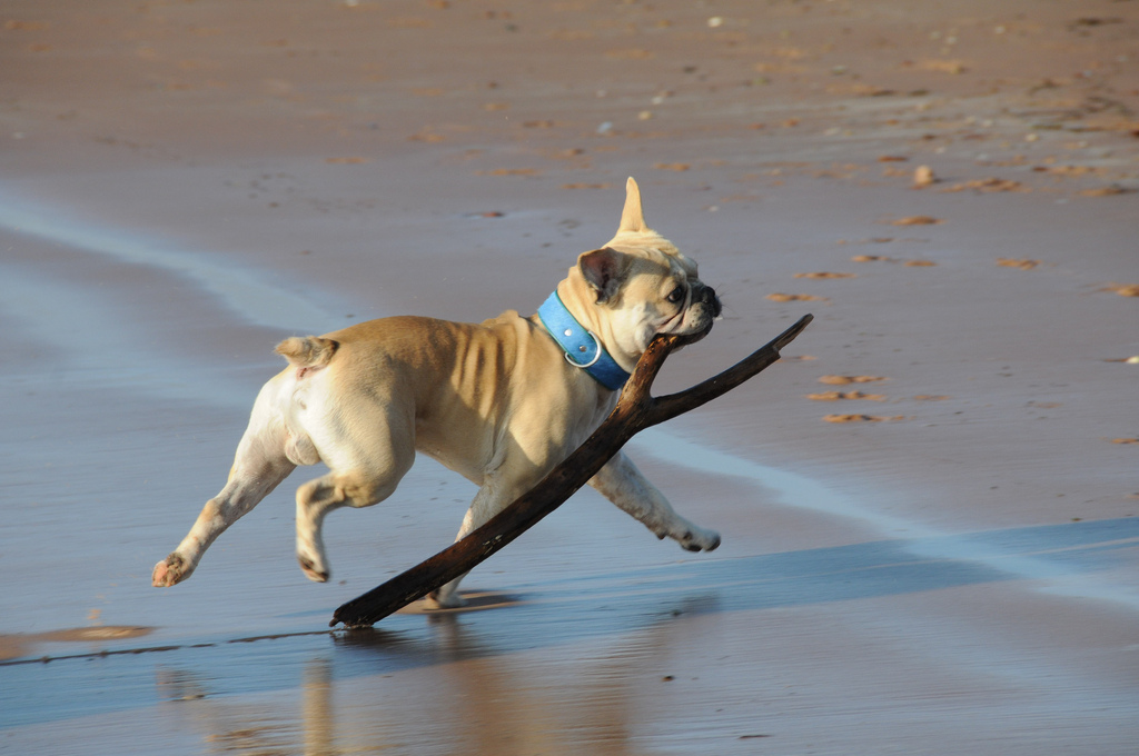 Bulldog francés jugando con un palo