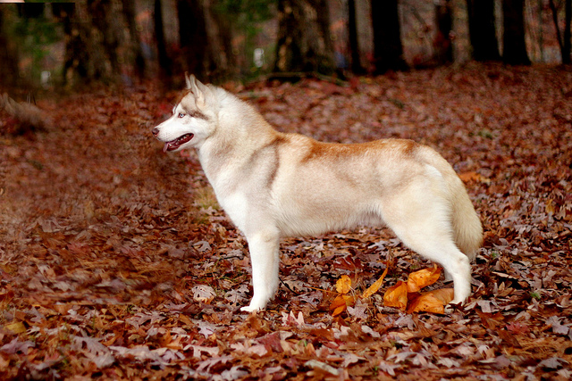 Husky rojo sobre hojas rojas