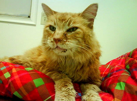 clamidiosis en gato