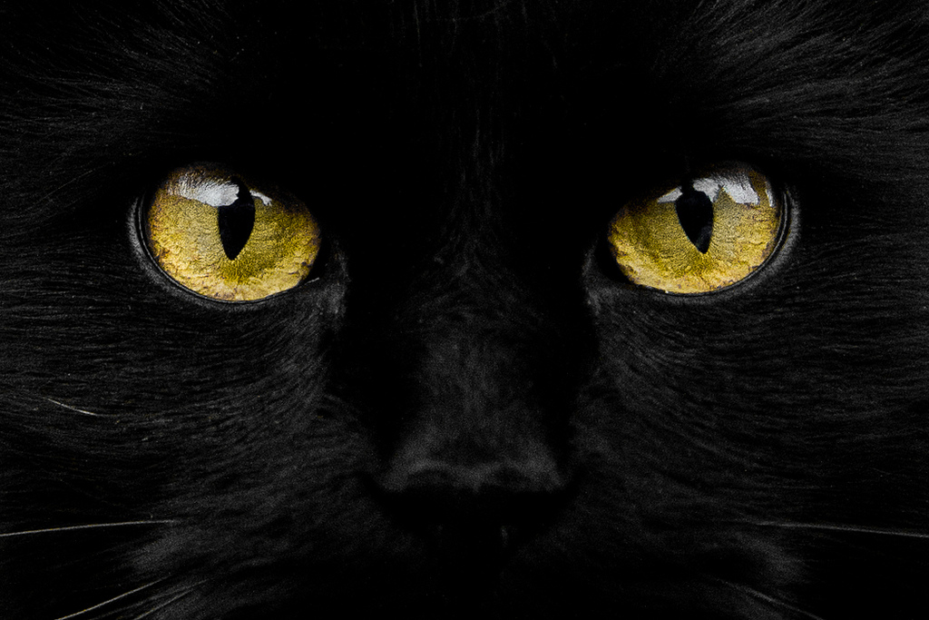 La mirada del gato negro