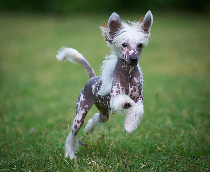 Foto de perro crestado chino