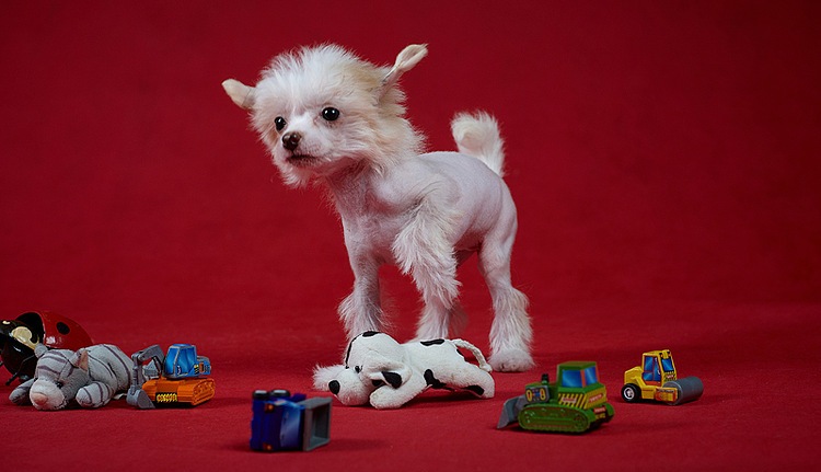 cachorro de perro chino crestado