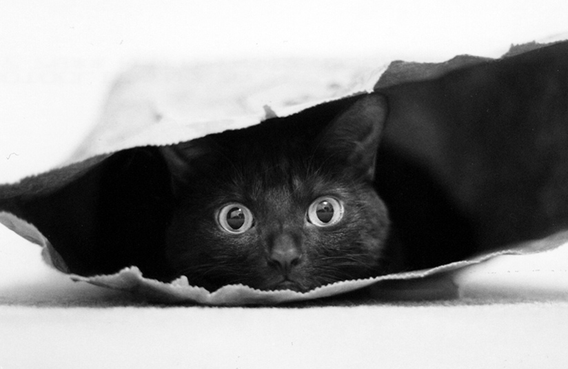 gato en una bolsa