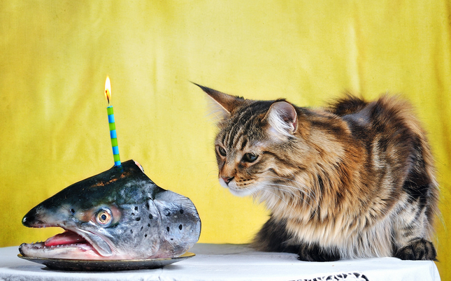 La causa de la opistorquiasis en gatos es el pescado crudo.