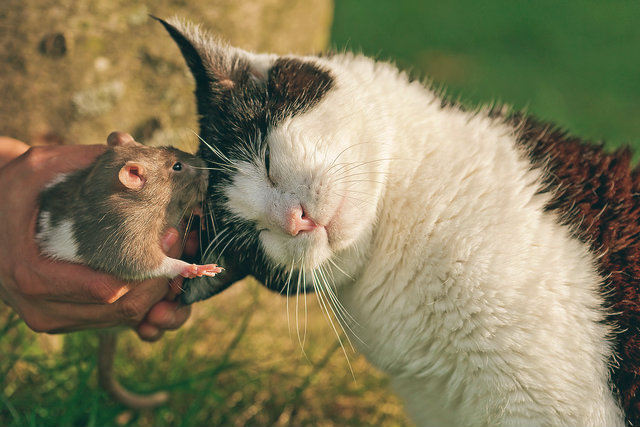 ¿Es posible la amistad?
