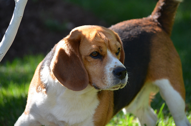 Perro de raza Beagle