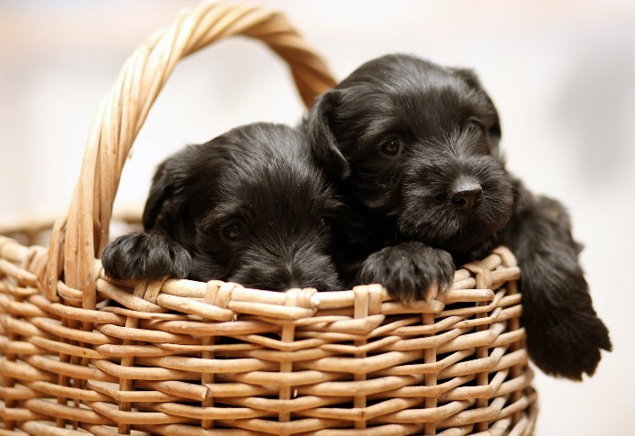 cachorros de schnauzer mediano