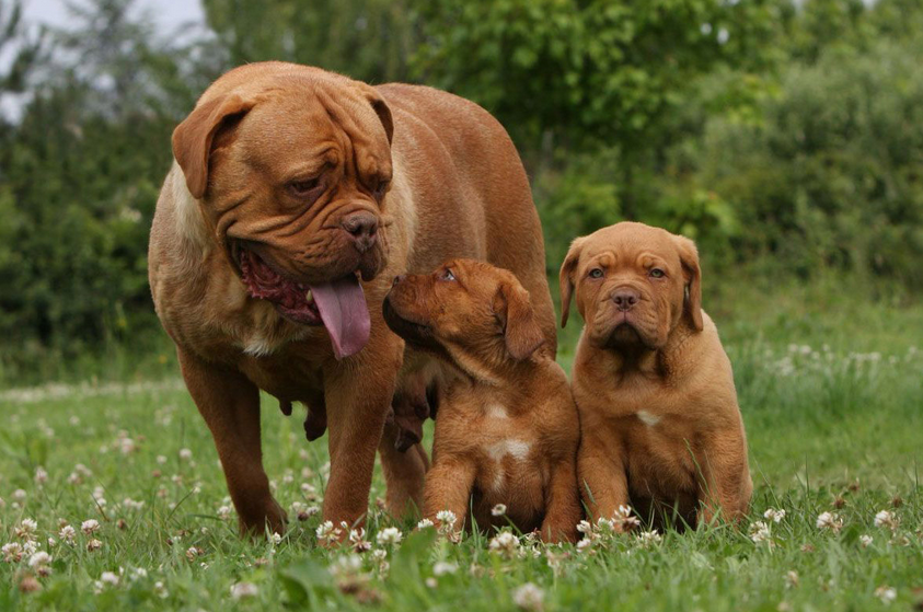 dogo de Burdeos con cachorros
