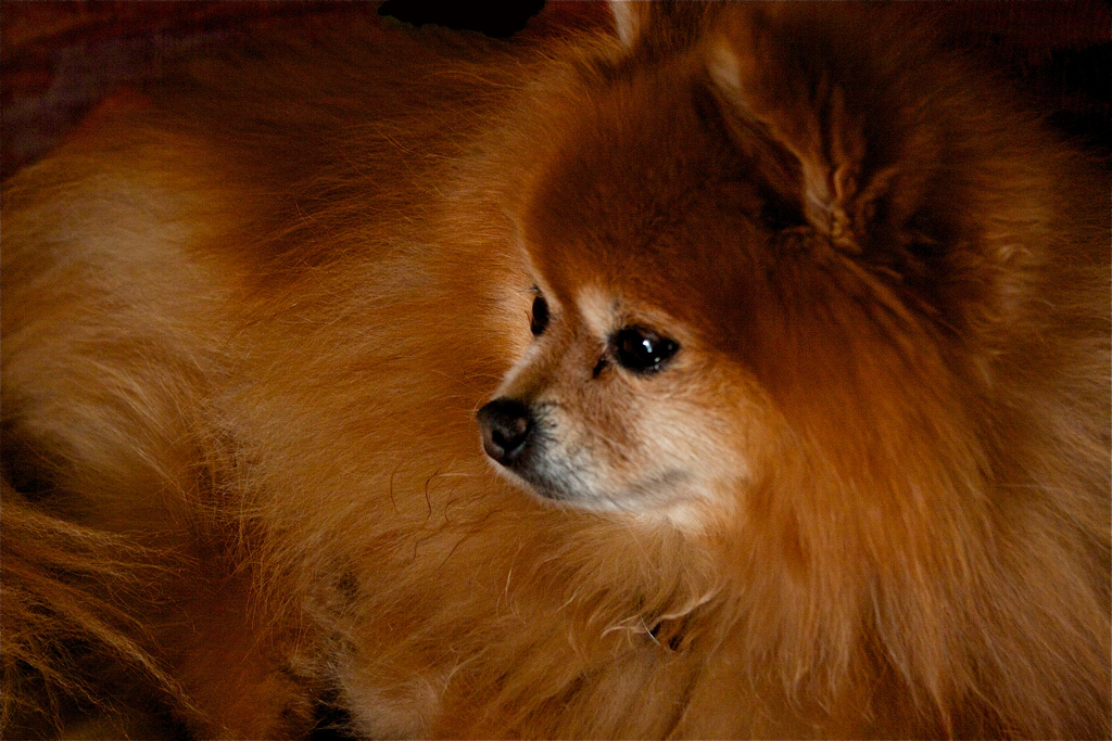 Hermoso pomerania
