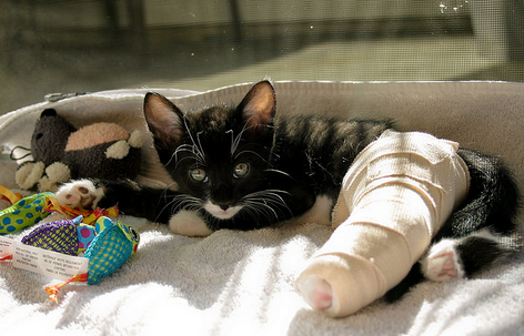 El pobre gatito disfruta de la vida a pesar de las heridas