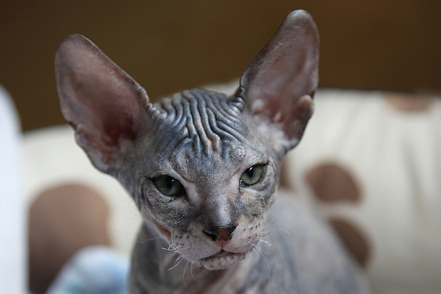 Cómo cuidar a los Sphynx