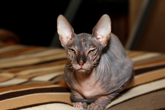 Gato para entendidos