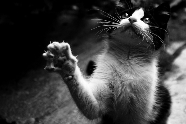¡Tenga cuidado con los gatos!