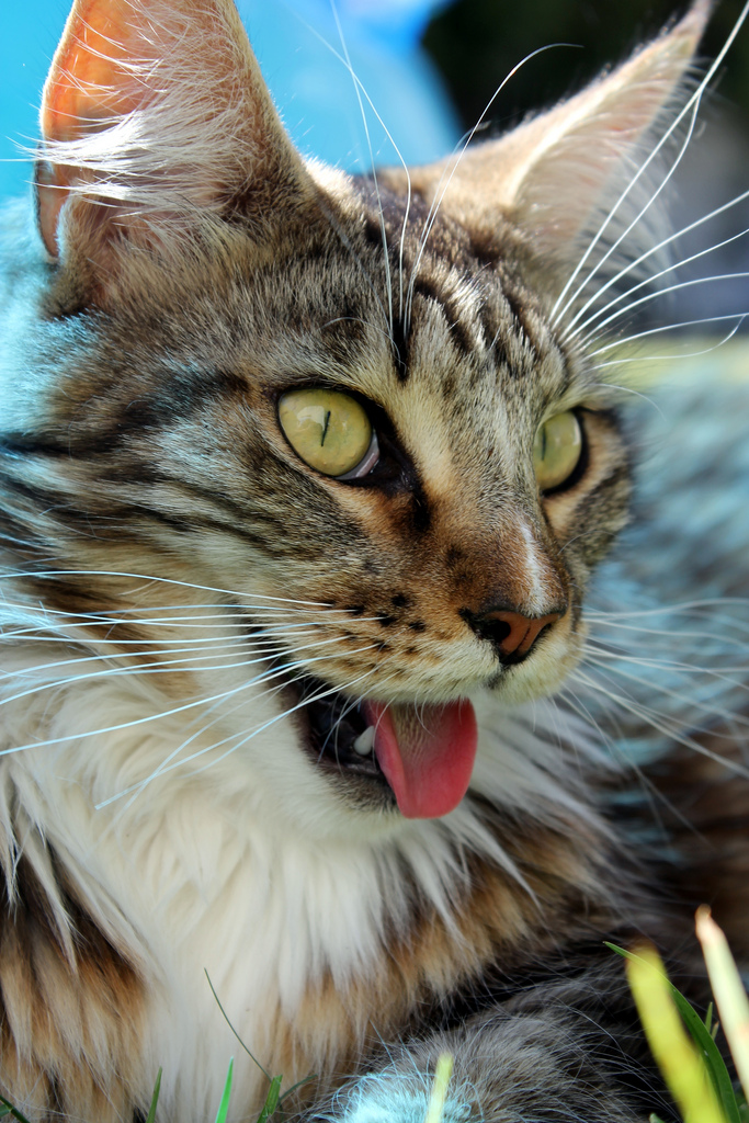 El gato respira con la boca abierta
