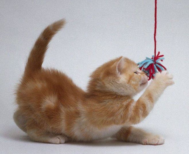 juegos con el gato