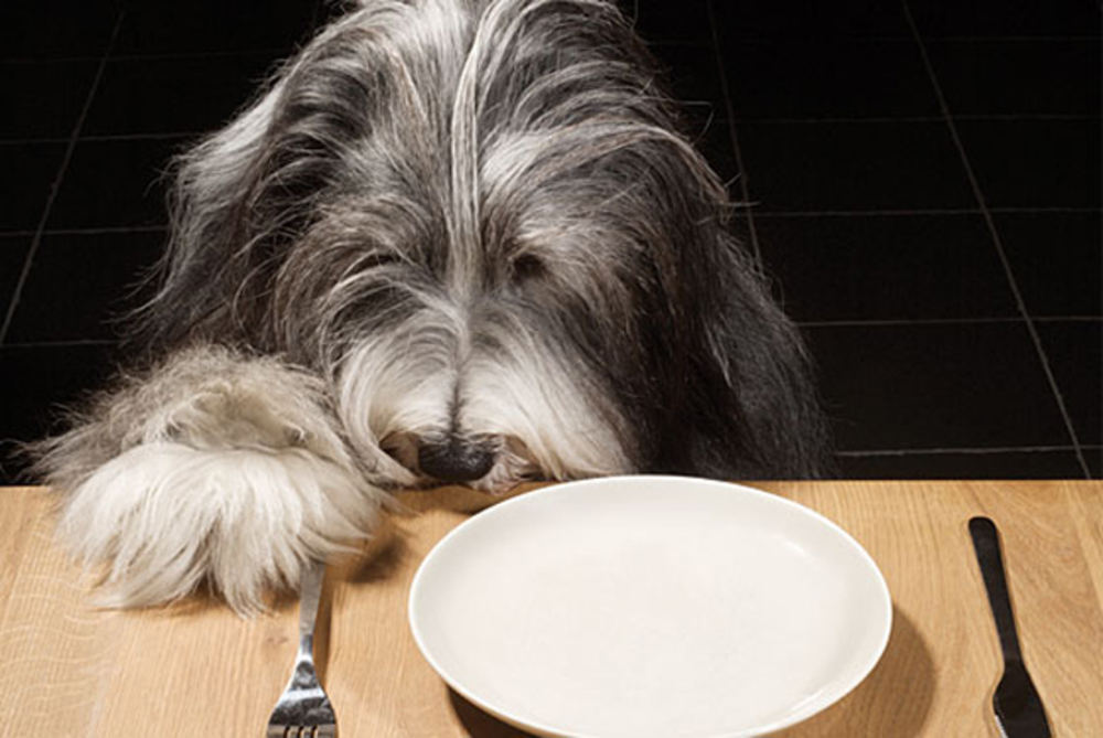 régimen de alimentación del perro