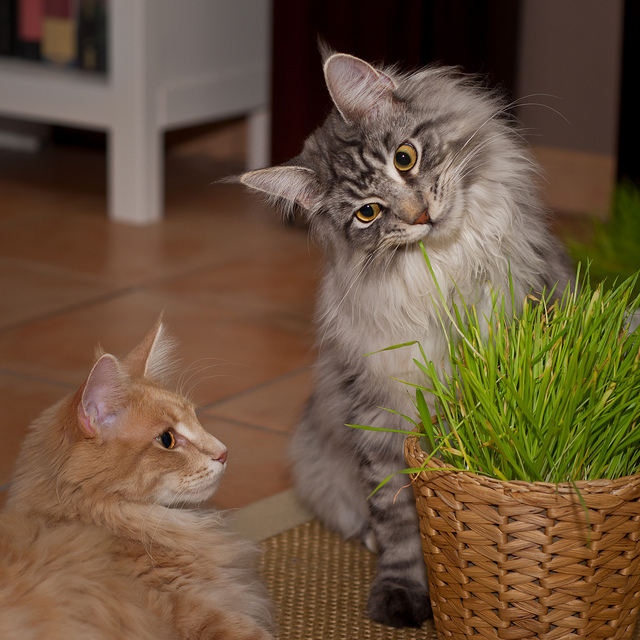 alimentación de los maine coons