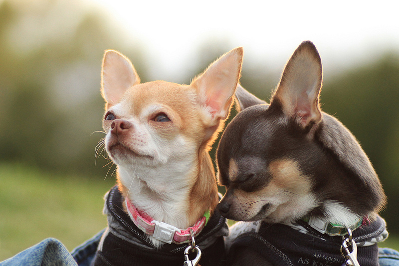 Perros de raza Chihuahua
