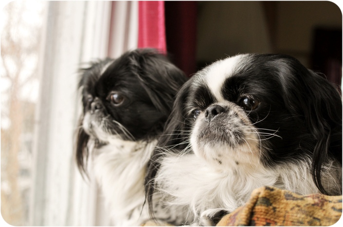 Chin japonés (spaniel japonés)