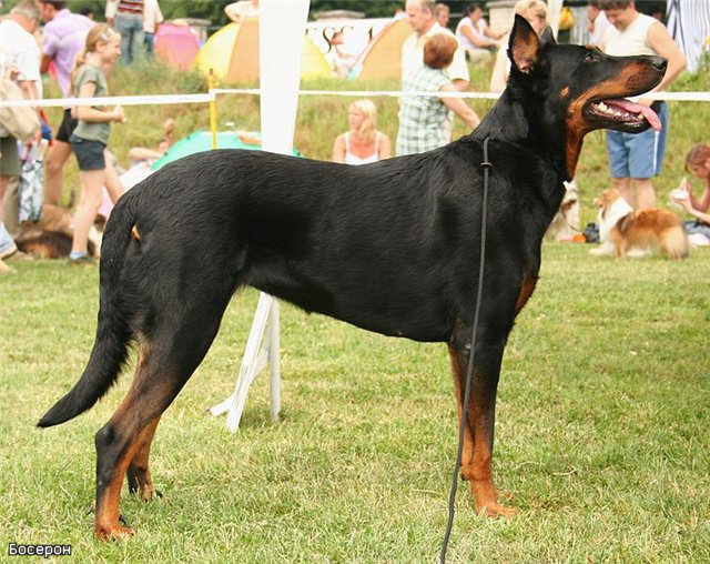 adiestramiento de perros de raza Beauceron