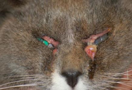 Blefaritis bilateral en un gato, con queratoconjuntivitis también en el ojo izquierdo