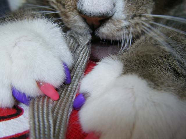Cuidado de las uñas del gato con capuchones