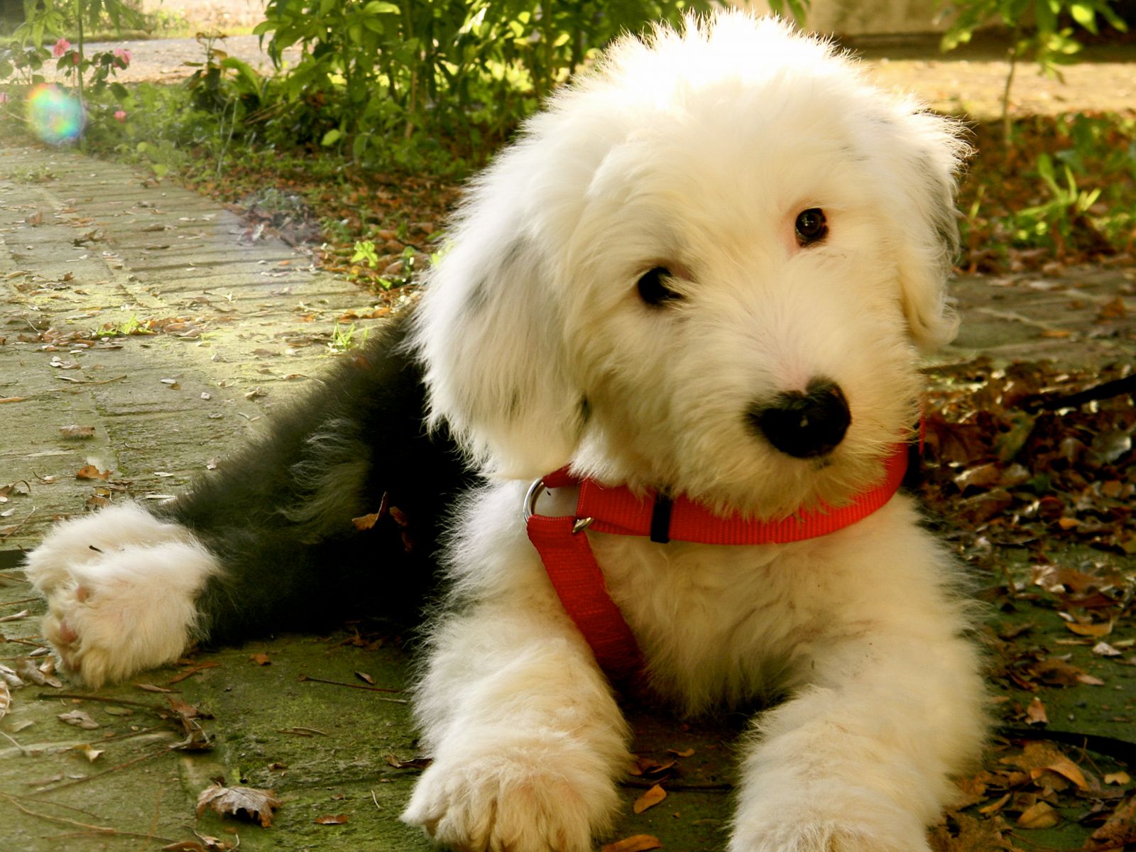 cachorro de bobtail