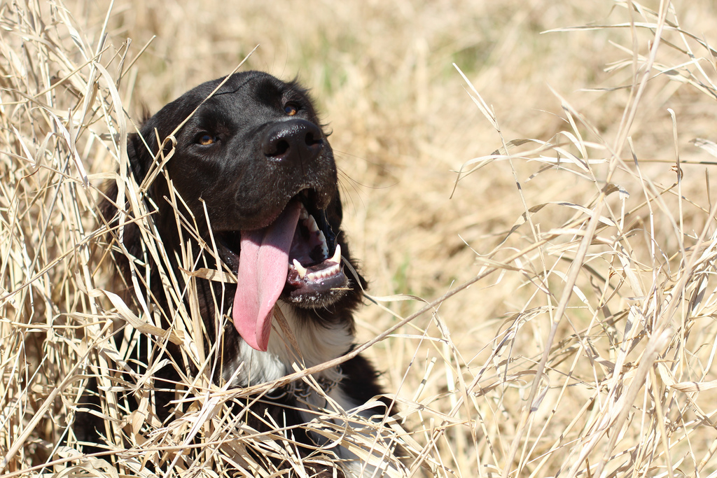 Perro en la hierba con la lengua fuera